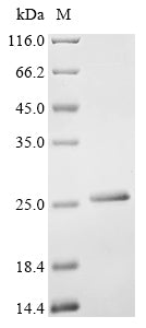 Recombinant Escherichia coli Protein fimG (fimG)