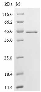 Recombinant Schistosoma japonicum Glutathione S-transferase class-mu 26 kDa isozyme, Biotinylated