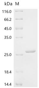 Recombinant Medicago sativa Leghemoglobin-1