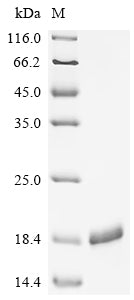 Recombinant Enterobacteria phage 933W Shiga-like toxin 2 subunit B (stxB2)