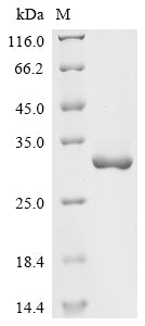 Recombinant Brucella melitensis biotype 1 26 kDa periplasmic immunogenic protein (bp26)