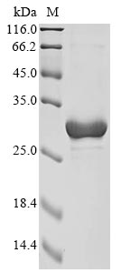 Recombinant Mycobacterium tuberculosis Lipoarabinomannan carrier protein LprG (lprG)