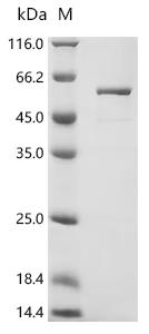 Recombinant Escherichia coli Small ribosomal subunit protein uS3 (rpsC)