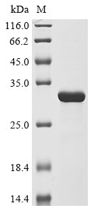 Recombinant Escherichia coli O157:H7 Nucleoside-specific channel-forming protein tsx (tsx)