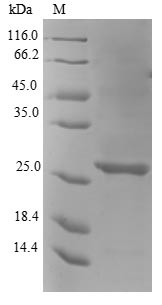 Recombinant Escherichia coli KHG/KDPG aldolase (eda)