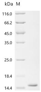Recombinant Shigella flexneri Cold shock-like protein CspE (cspE)