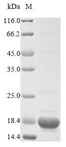 Recombinant Escherichia coli Putative monooxygenase ydhR (ydhR)