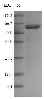 Recombinant Escherichia coli Murein hydrolase activator NlpD (nlpD)