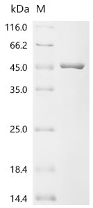 Recombinant Escherichia coli DNA gyrase subunit B (gyrB), partial