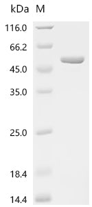 Recombinant Escherichia coli DNA gyrase subunit B (gyrB), partial
