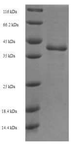 Recombinant Saccharomyces cerevisiae GTP-binding protein YPT1 (YPT1)