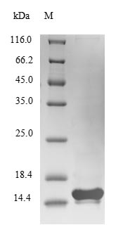 Recombinant Vibrio cholerae serotype O1 Cholera enterotoxin subunit B (ctxB)
