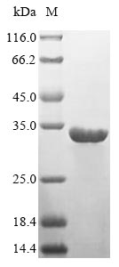Recombinant Human HLA class II histocompatibility antigen, DR alpha chain (HLA-DRA)