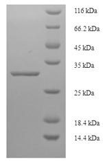 Recombinant Triticum monococcum Omega-gliadin, partial