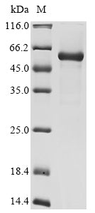 Recombinant Coxsackievirus B3 Genome polyprotein, partial