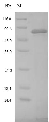 Recombinant SaccharoMyces cerevisiae Site-specific recombinase Flp (FLP1)