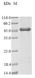 Recombinant Human papillomavirus 11 Regulatory protein E2 (E2)