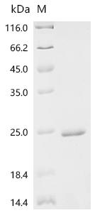 Recombinant Saccharomyces cerevisiae Arginine permease CAN1 (CAN1), partial