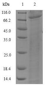 Recombinant Synechococcus sp. Deoxyribodipyrimidine photo-lyase (phr)