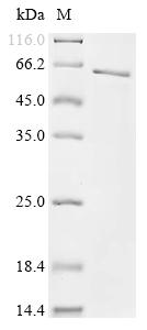 Recombinant Rhizobium radiobacter T-DNA border endonuclease virD2 (virD2)