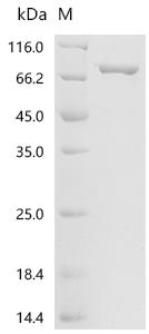 Recombinant Escherichia coli Colicin-Ia (cia)
