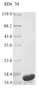 Recombinant Escherichia coli Colicin-Ia (cia), partial