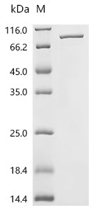 Recombinant Escherichia coli Colicin-Ia (cia)