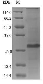 Recombinant Human cytomegalovirus 65KDA phosphoprotein (UL83), partial