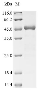 Recombinant Escherichia coli Gamma-glutamyl phosphate reductase (proA)