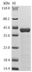 Recombinant Saccharomyces cerevisiae Saccharopepsin (PEP4)