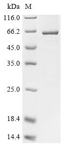 Recombinant Drosophila melanogaster Glyceraldehyde-3-phosphate dehydrogenase 1 (Gapdh1)
