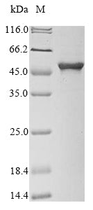 Recombinant Salmonella typhimurium 3-phosphoshikimate 1-carboxyvinyltransferase (aroA)