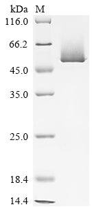 Recombinant Mouse Serine protease inhibitor A3K
 (Serpina3k)