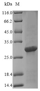 Recombinant Staphylococcus aureus Enterotoxin type A (entA)