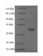 Recombinant Bacillus thuringiensis subsp. kurstaki Pesticidal crystal protein Cry1Ab (cry1Ab), partial