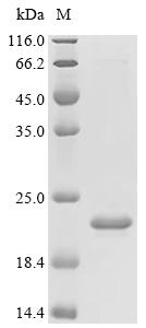 Recombinant Mycobacterium bovis Immunogenic protein MPB70 (mpb70), Biotinylated