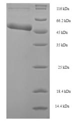 Recombinant Escherichia coli Holliday junction ATP-dependent DNA helicase RuvB (ruvB)