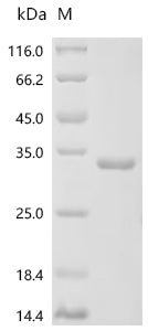 Recombinant Escherichia coli Protein phosphatase CheZ (cheZ)