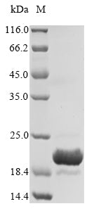 Recombinant Escherichia coli Universal stress protein D (uspD)