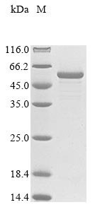 Recombinant Escherichia coli Bifunctional protein GlmU (glmU)