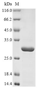Recombinant Escherichia coli RNA polymerase sigma factor for flagellar operon (fliA)