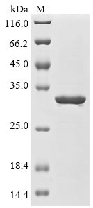 Recombinant Escherichia coli RNA polymerase sigma factor for flagellar operon (fliA)