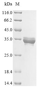 Recombinant Escherichia coli O157:H7 7-alpha-hydroxysteroid dehydrogenase (hdhA)