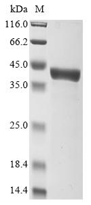 Recombinant Escherichia coli Glycine betaine/proline betaine-binding periplasmic protein (proX)