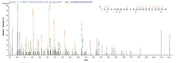 Recombinant Aspergillus giganteus Ribonuclease alpha-sarcin (sar)