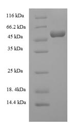 Recombinant Mouse Complement C3 (C3), partial