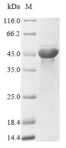 Recombinant Escherichia coli Outer membrane porin F (ompF)