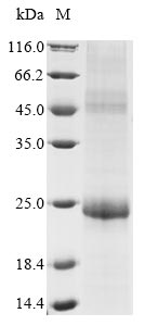 Recombinant Human papillomavirus 11 Replication protein E1 (E1), partial