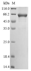 Recombinant Mycolicibacterium smegmatis 3-oxosteroid 1-dehydrogenase (ksdD)