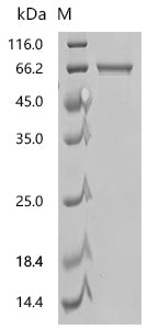 Recombinant Mycolicibacterium smegmatis 3-oxosteroid 1-dehydrogenase (ksdD)